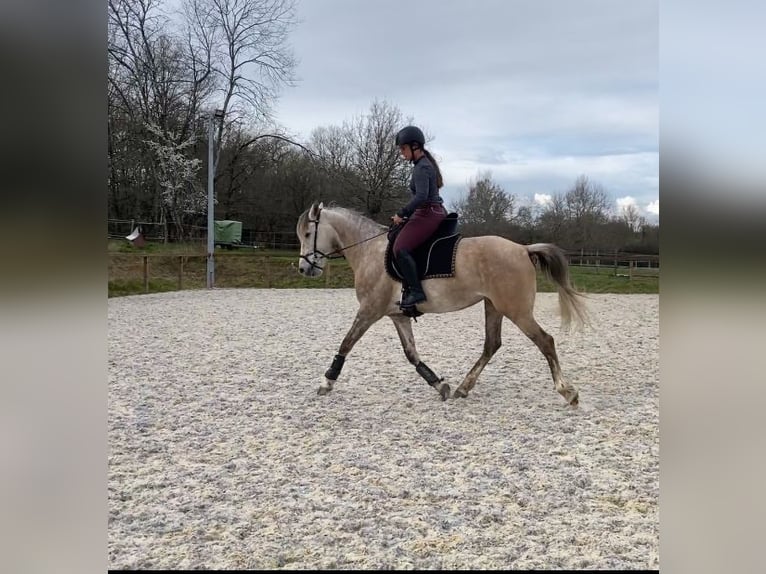 Sonstige Rassen Stute 5 Jahre 156 cm Schimmel in Perissac