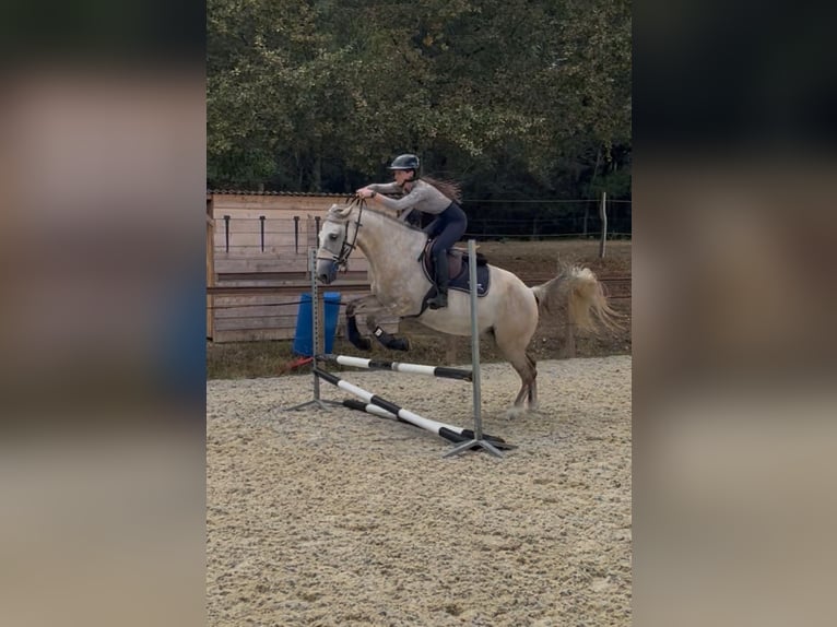 Sonstige Rassen Stute 5 Jahre 156 cm Schimmel in Perissac