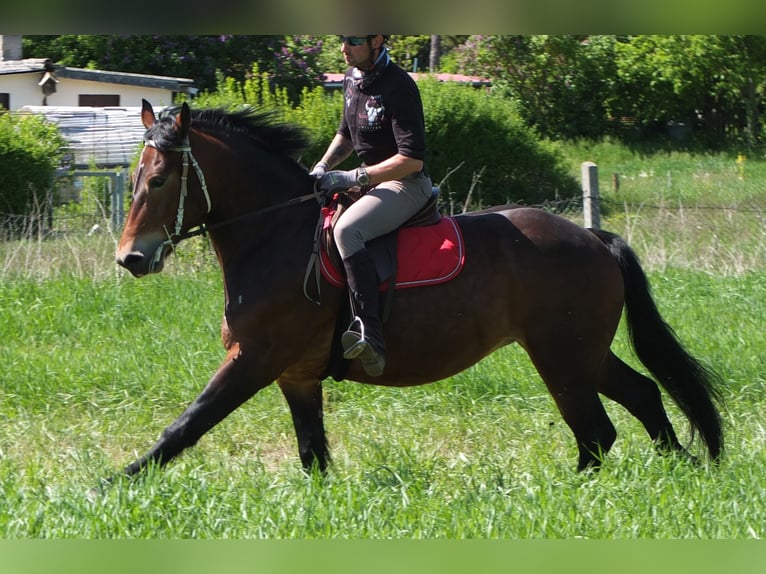 Sonstige Rassen Stute 5 Jahre 158 cm Brauner in Buttstädt