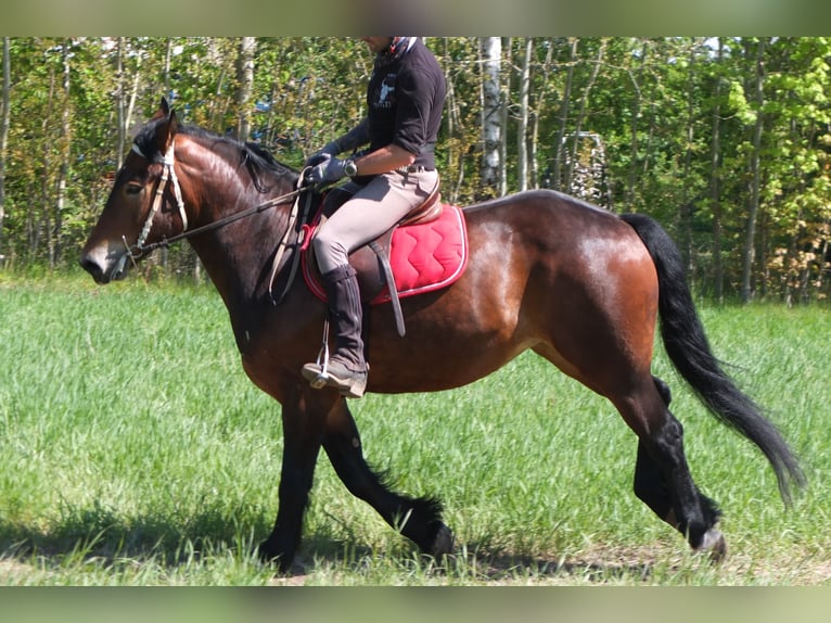 Sonstige Rassen Stute 5 Jahre 158 cm Brauner in Buttstädt