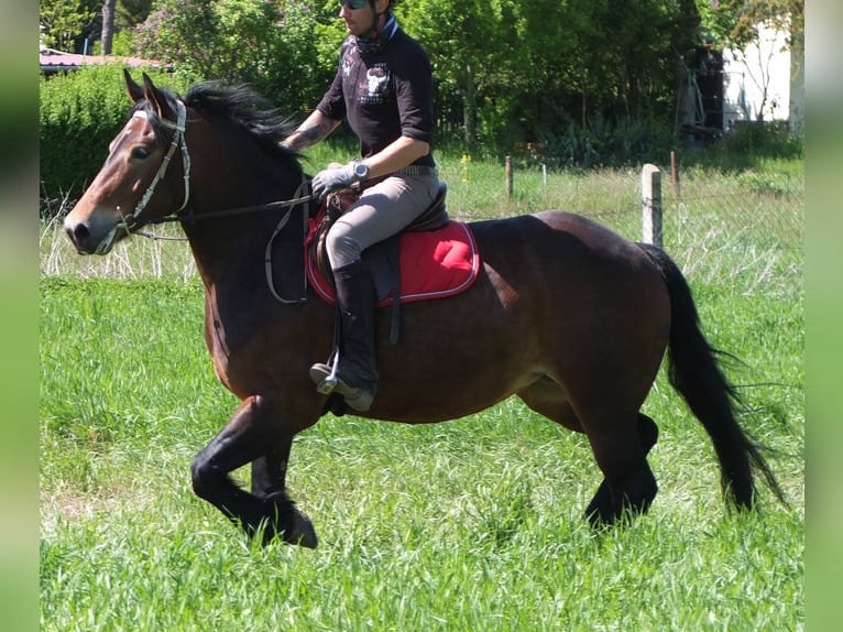 Sonstige Rassen Stute 5 Jahre 158 cm Brauner in Buttstädt