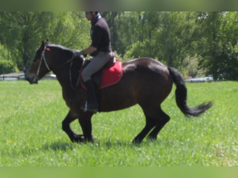 Sonstige Rassen Stute 5 Jahre 158 cm Brauner in Buttstädt