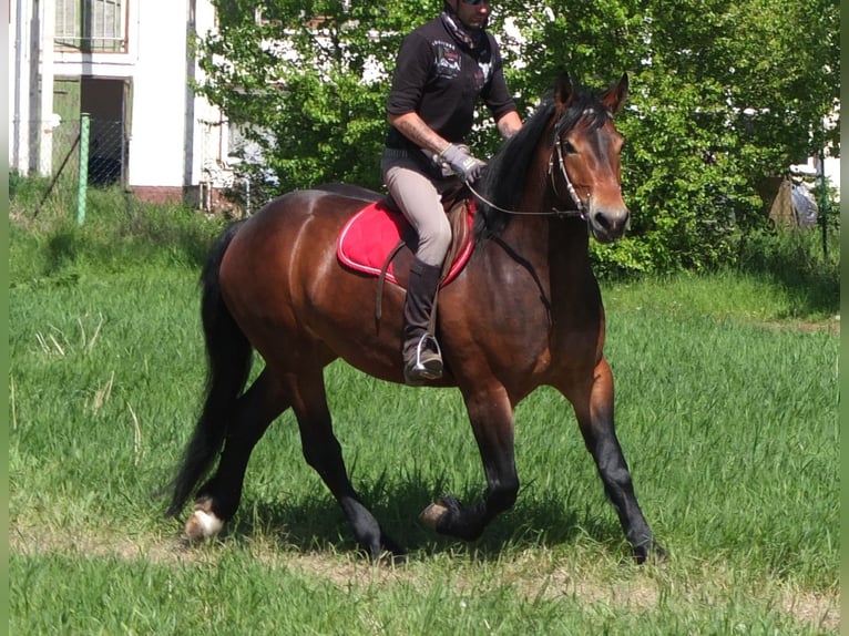 Sonstige Rassen Stute 5 Jahre 158 cm Brauner in Buttstädt