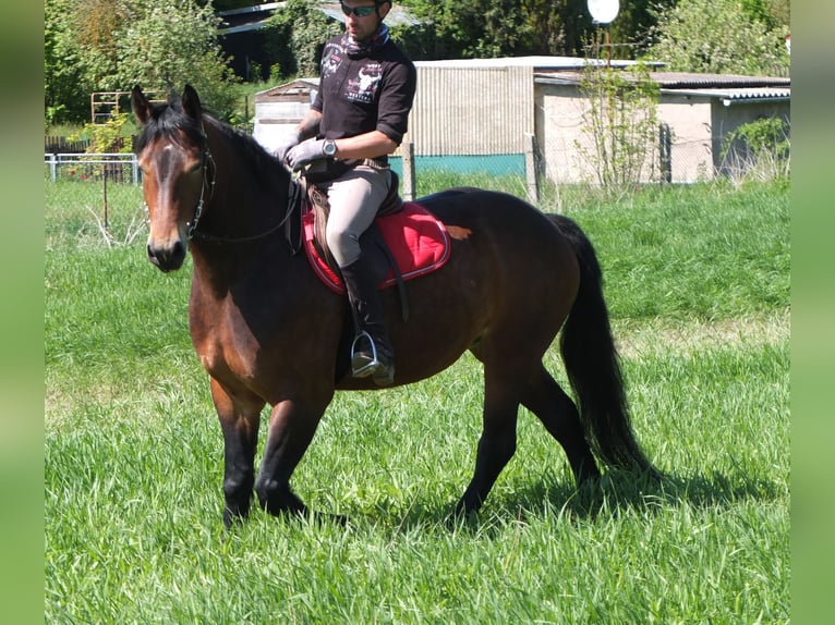 Sonstige Rassen Stute 5 Jahre 158 cm Brauner in Buttstädt