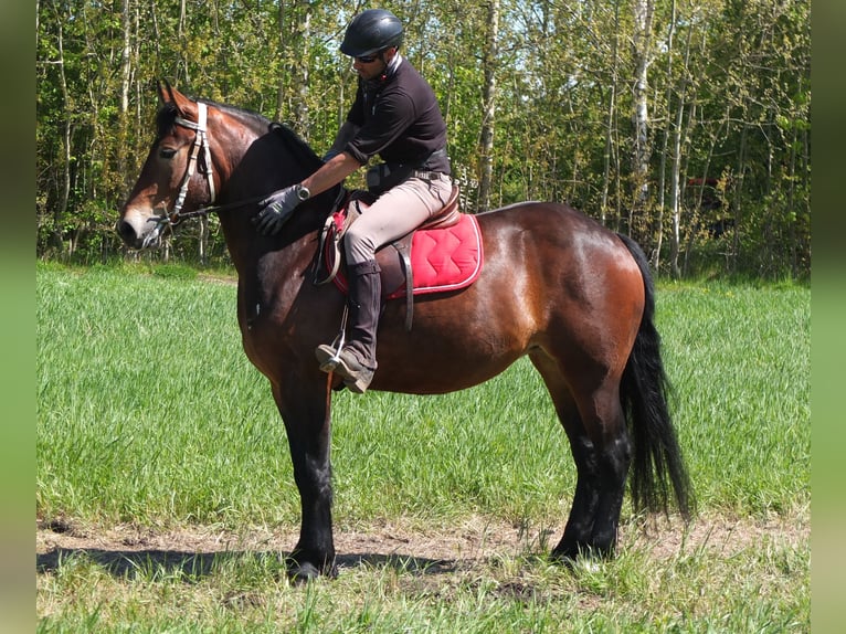 Sonstige Rassen Stute 5 Jahre 158 cm Brauner in Buttstädt
