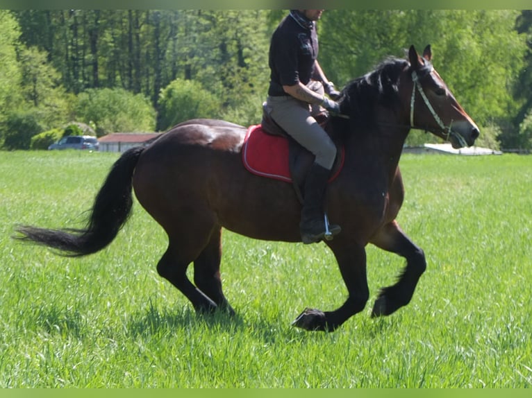 Sonstige Rassen Stute 5 Jahre 158 cm Brauner in Buttstädt