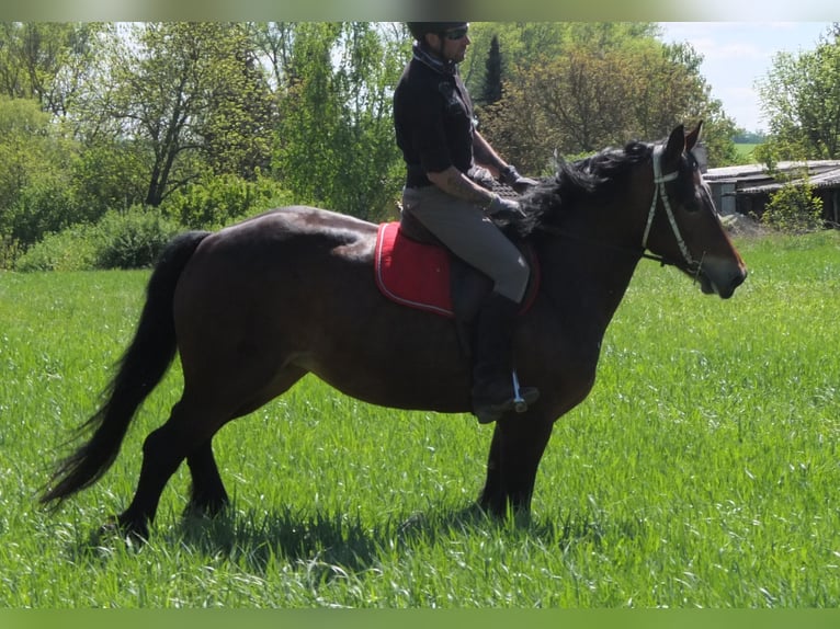 Sonstige Rassen Stute 5 Jahre 158 cm Brauner in Buttstädt