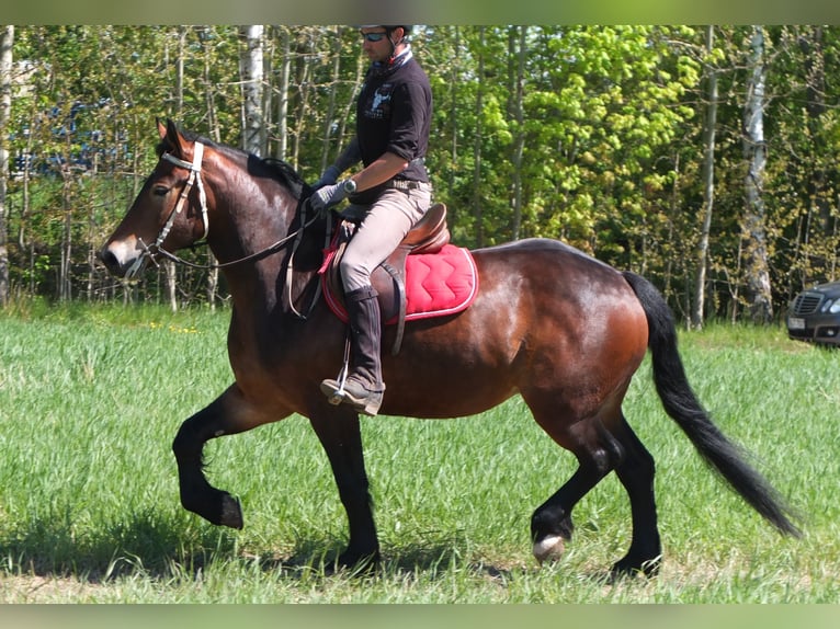 Sonstige Rassen Stute 5 Jahre 158 cm Brauner in Buttstädt