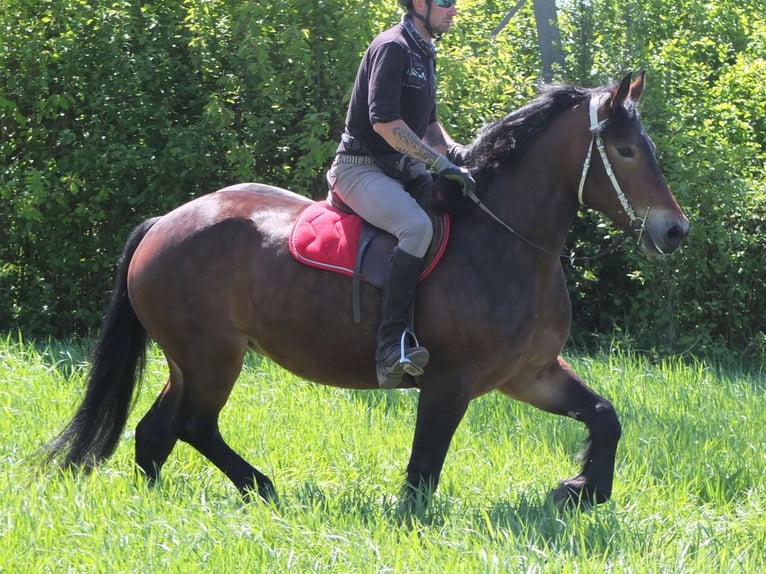 Sonstige Rassen Stute 5 Jahre 158 cm Brauner in Buttstädt