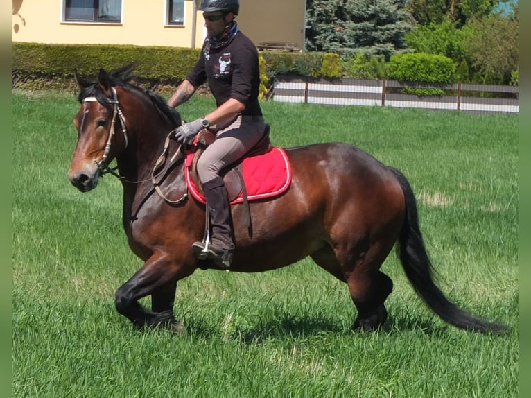 Sonstige Rassen Stute 5 Jahre 158 cm Brauner in Buttstädt