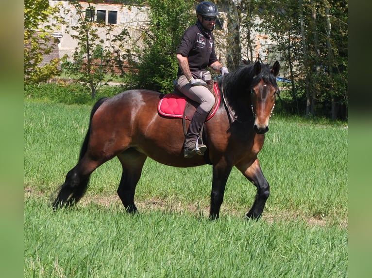 Sonstige Rassen Stute 5 Jahre 158 cm Brauner in Buttstädt