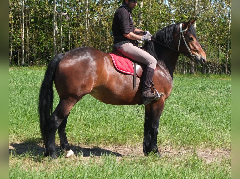 Sonstige Rassen Stute 5 Jahre 158 cm Brauner in Buttstädt