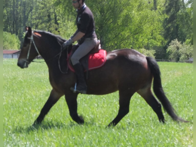 Sonstige Rassen Stute 5 Jahre 158 cm Brauner in Buttstädt