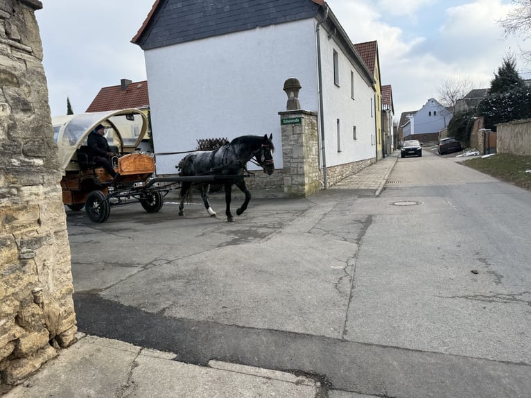 Sonstige Rassen Stute 5 Jahre 160 cm Blauschimmel in Gleina