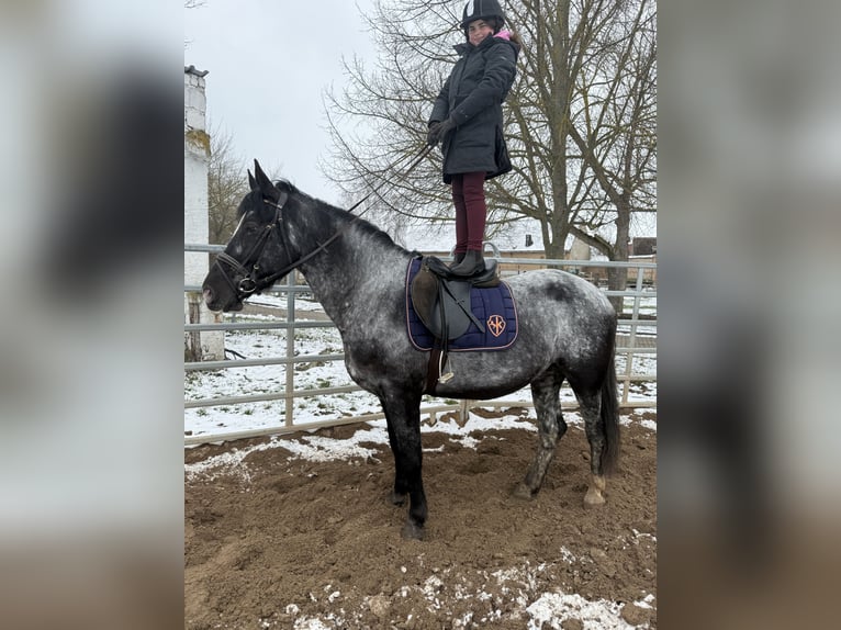 Sonstige Rassen Stute 5 Jahre 160 cm Blauschimmel in Gleina