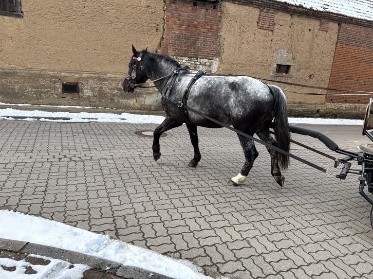 Sonstige Rassen Stute 5 Jahre 160 cm Blauschimmel in Gleina