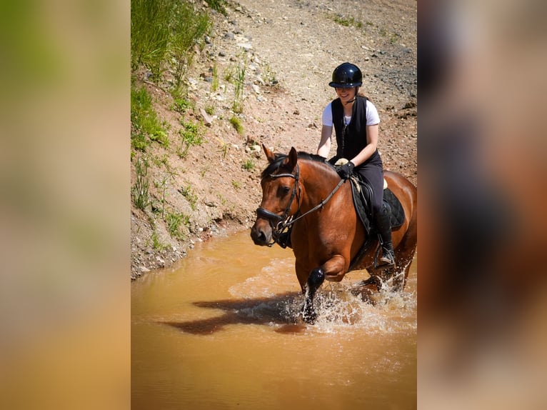 Sonstige Rassen Stute 5 Jahre 160 cm Brauner in Nettersheim