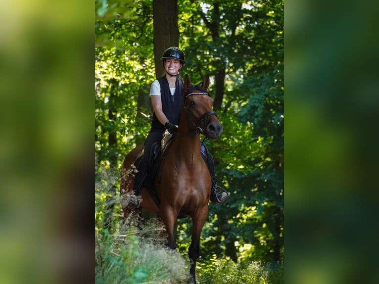 Sonstige Rassen Stute 5 Jahre 160 cm Brauner in Nettersheim