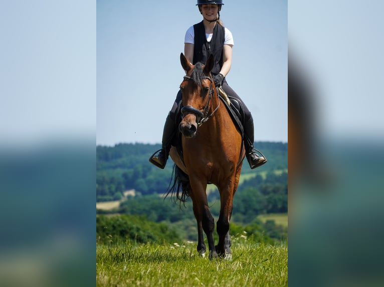 Sonstige Rassen Stute 5 Jahre 160 cm Brauner in Nettersheim