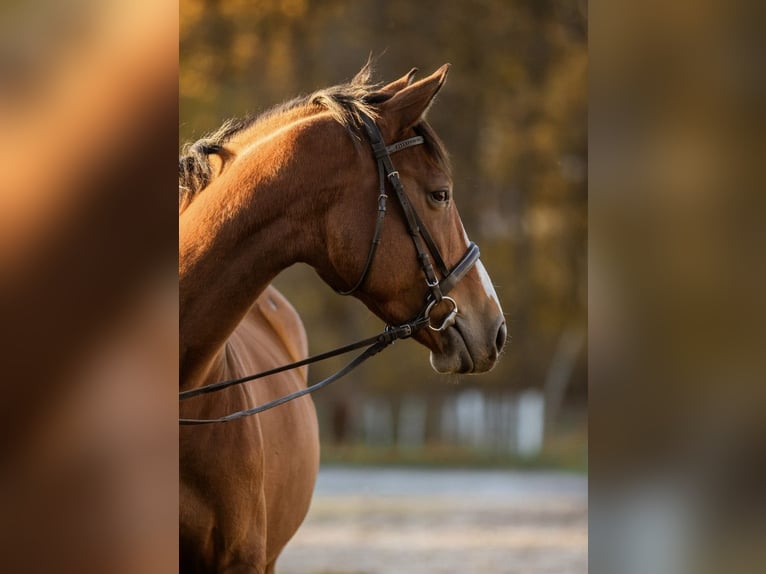 Sonstige Rassen Stute 5 Jahre 160 cm Brauner in Grzmiąca