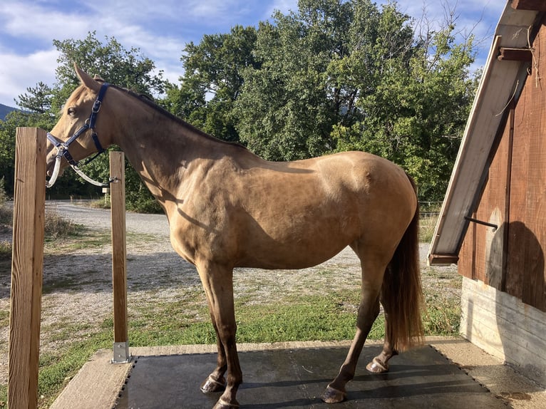 Sonstige Rassen Mix Stute 5 Jahre 162 cm Champagne in Manteyer