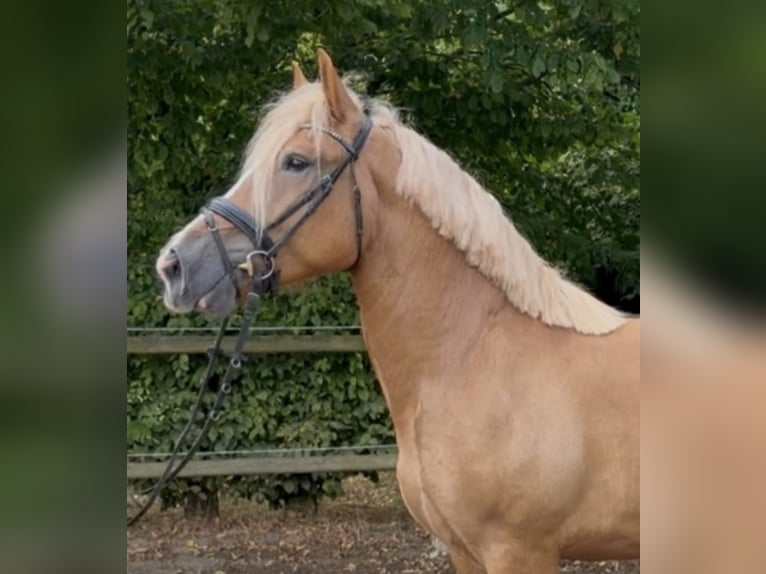 Sonstige Rassen Stute 5 Jahre 162 cm Fuchs in Bünde