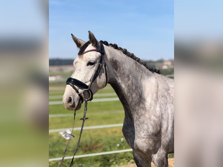 Sonstige Rassen Mix Stute 5 Jahre 162 cm Schimmel in Straßwalchen