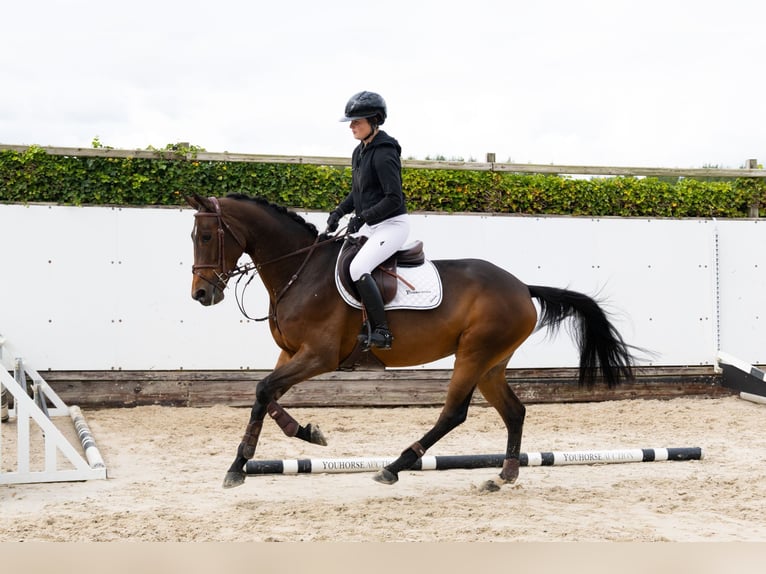 Sonstige Rassen Stute 5 Jahre 163 cm Brauner in Waddinxveen Sonstige Rassen Stute 5 Jahre 163 cm Brauner in Waddinxveen