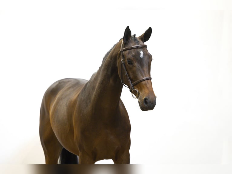 Sonstige Rassen Stute 5 Jahre 163 cm Brauner in Waddinxveen Sonstige Rassen Stute 5 Jahre 163 cm Brauner in Waddinxveen