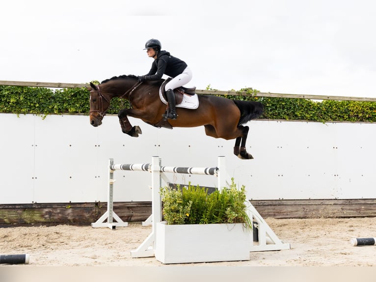 Sonstige Rassen Stute 5 Jahre 163 cm Brauner in Waddinxveen Sonstige Rassen Stute 5 Jahre 163 cm Brauner in Waddinxveen