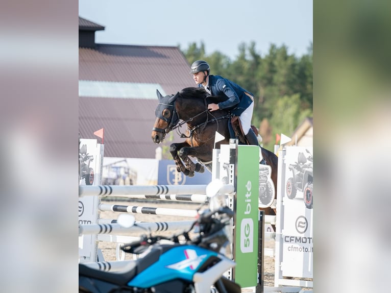 Sonstige Rassen Stute 5 Jahre 165 cm Rotbrauner in PAUPIS