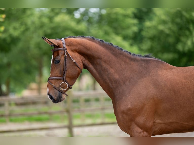 Sonstige Rassen Stute 5 Jahre 166 cm Fuchs in GROTE-BROGEL