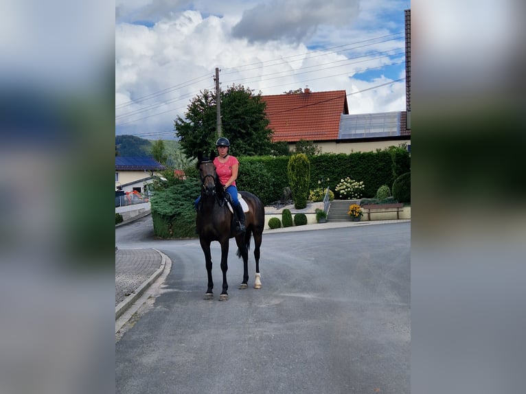 Sonstige Rassen Mix Stute 5 Jahre 168 cm Dunkelbrauner in Schimberg