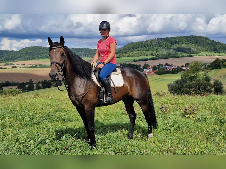 Sonstige Rassen Mix Stute 5 Jahre 168 cm Dunkelbrauner in Schimberg