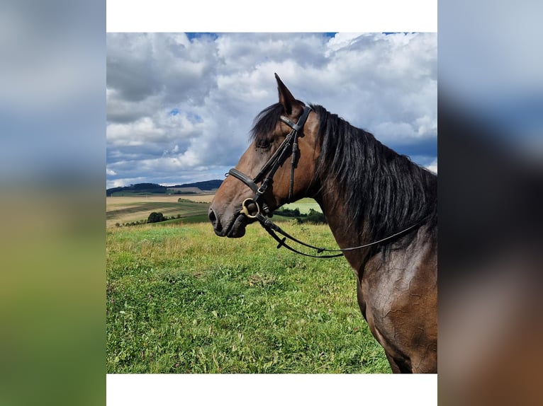 Sonstige Rassen Mix Stute 5 Jahre 168 cm Dunkelbrauner in Schimberg