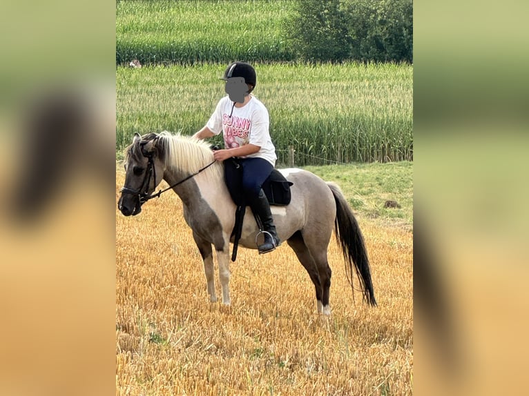 Sonstige Rassen Mix Stute 6 Jahre 125 cm Schecke in AalenAalen