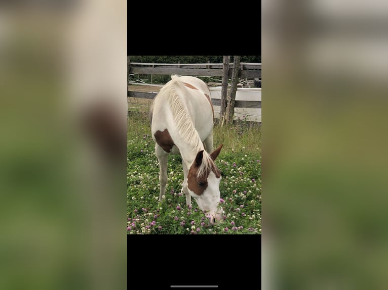 Sonstige Rassen Stute 6 Jahre 135 cm Schecke in Selbitz