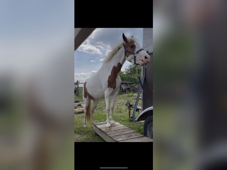 Sonstige Rassen Stute 6 Jahre 135 cm Schecke in Selbitz
