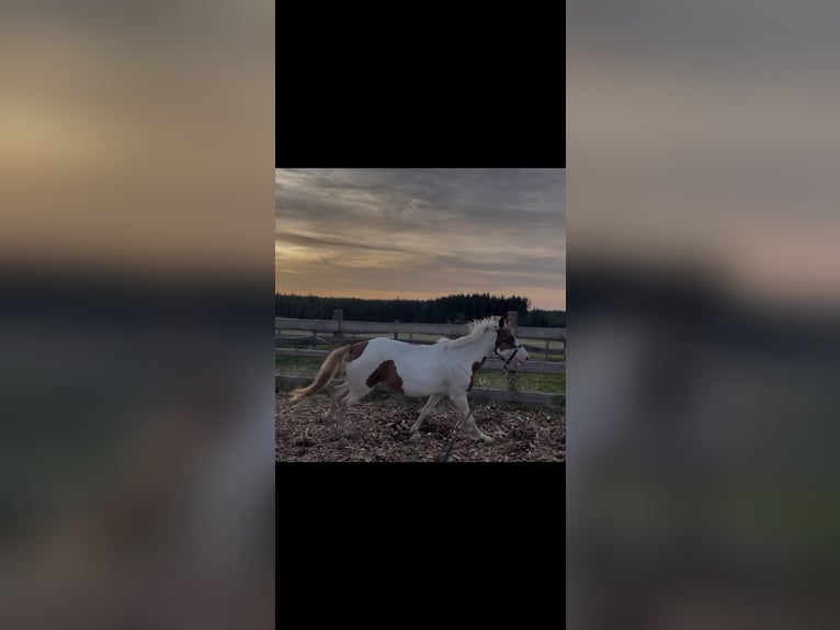 Sonstige Rassen Stute 6 Jahre 135 cm Schecke in Selbitz