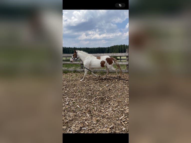 Sonstige Rassen Stute 6 Jahre 135 cm Schecke in Selbitz