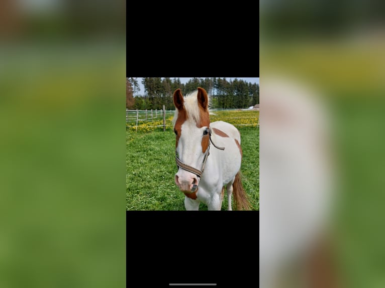 Sonstige Rassen Stute 6 Jahre 135 cm Schecke in Selbitz