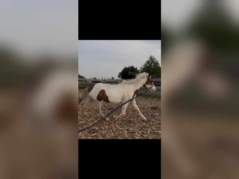 Sonstige Rassen Stute 6 Jahre 135 cm Schecke in Selbitz