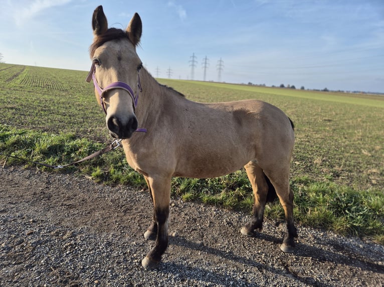Sonstige Rassen Stute 6 Jahre 141 cm Falbe in Korneuburg