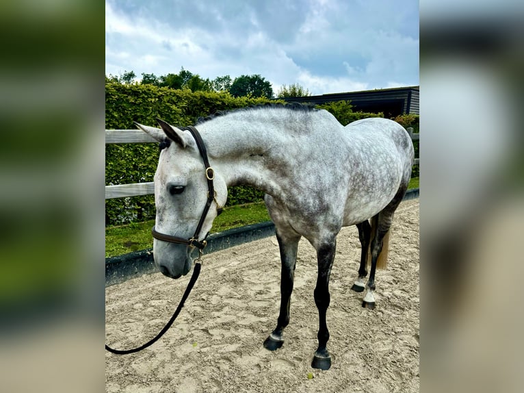 Sonstige Rassen Stute 6 Jahre 147 cm Apfelschimmel in Wiefelstede