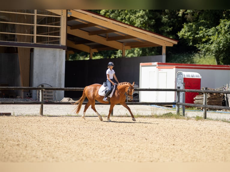 Sonstige Rassen Stute 6 Jahre 147 cm Fuchs in Oytier-Saint-Oblas