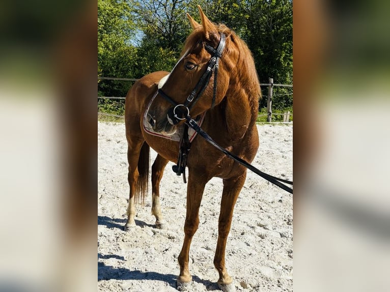Sonstige Rassen Stute 6 Jahre 147 cm Fuchs in Chailly-en-Bière