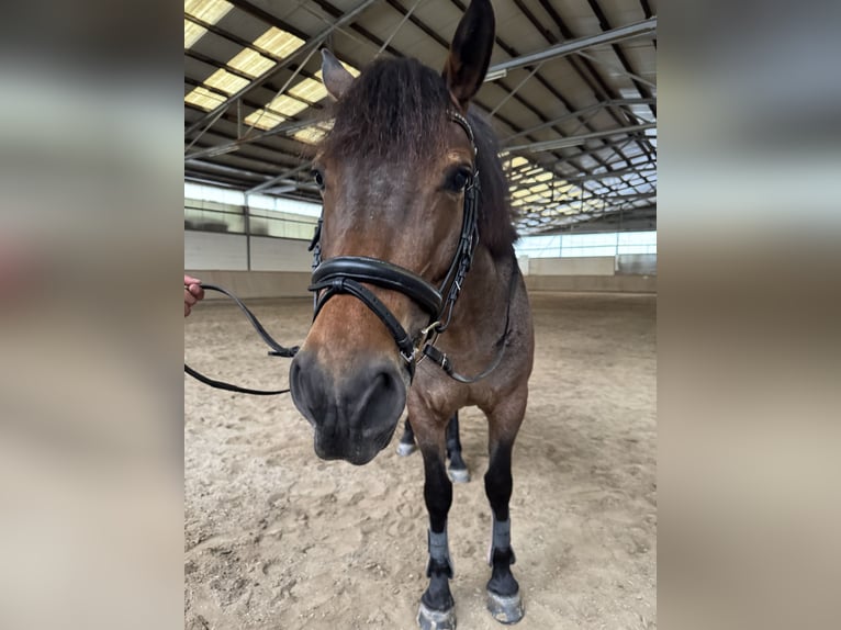 Sonstige Rassen Mix Stute 6 Jahre 151 cm Falbe in Worms