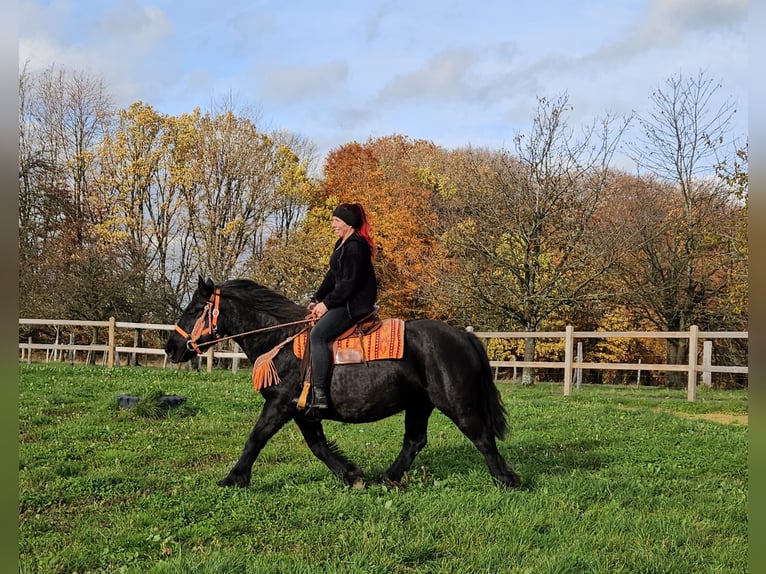 Sonstige Rassen Stute 6 Jahre 152 cm Rappe in Linkenbach
