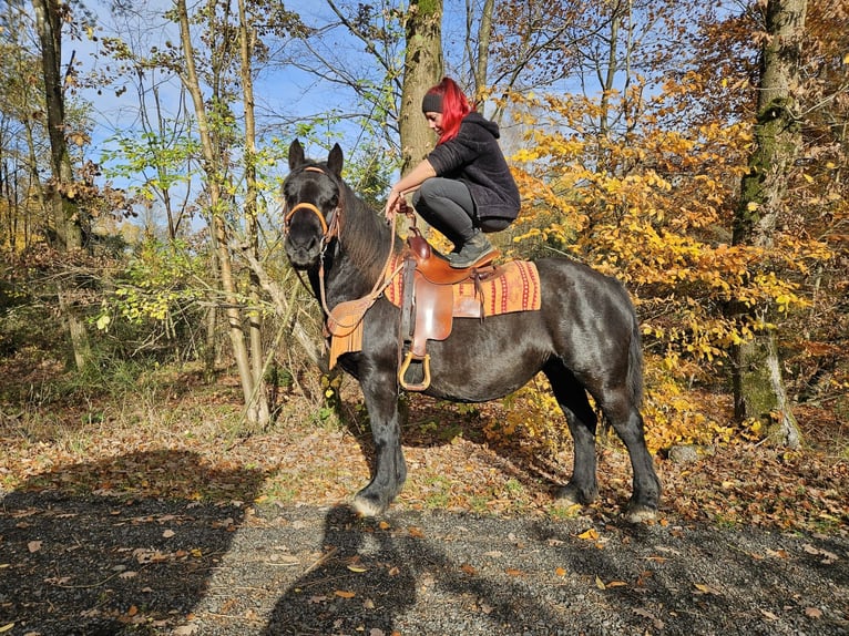 Sonstige Rassen Stute 6 Jahre 152 cm Rappe in Linkenbach