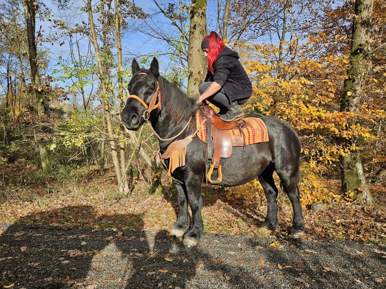 Sonstige Rassen Stute 6 Jahre 152 cm Rappe in Linkenbach